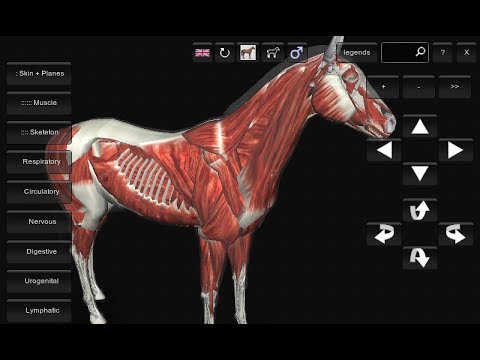 3D Horse Anatomy Software Free Download